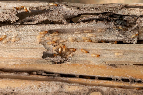 Best Bed Bug Extermination  in Konawa, OK