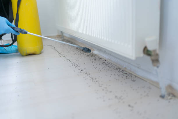 Best Pest Removal Services  in Konawa, OK